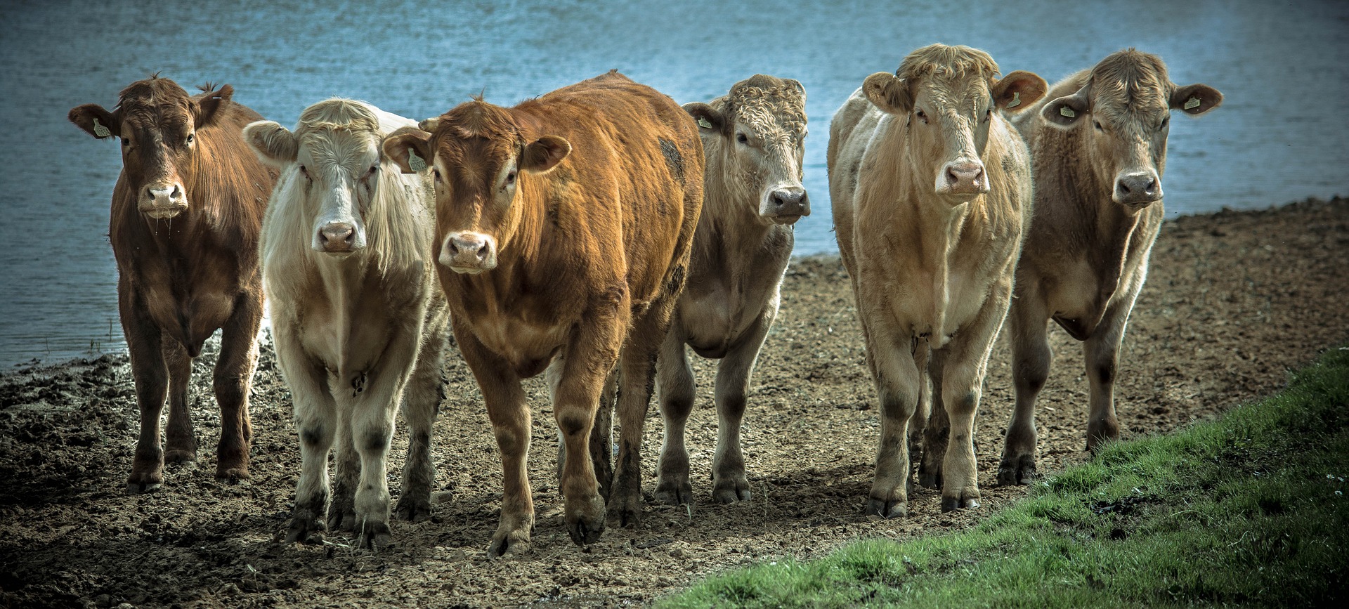 cows-1009474_1920.jpg